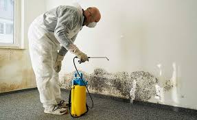 Best Basement Mold Removal in Galax, VA