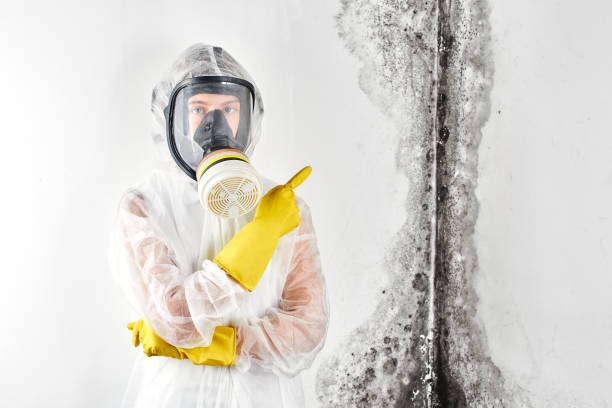 Best Attic Mold Removal in Galax, VA