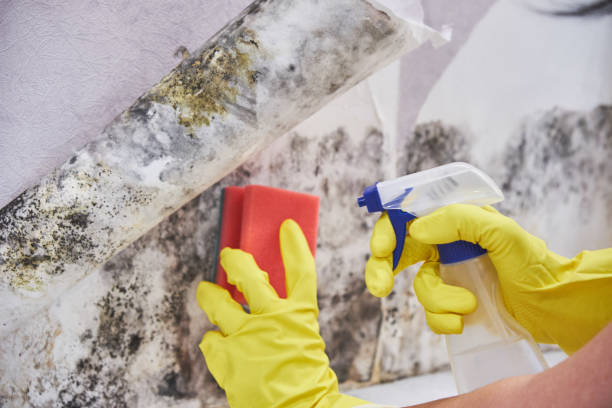 Best Biohazard Mold Removal in Galax, VA